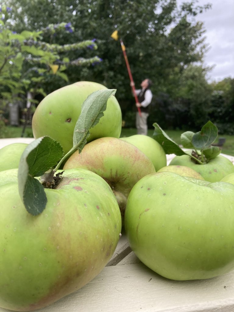 Bramley picking 1