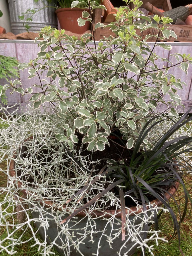 web Autumn containers 5